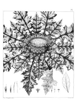 Hacquet - Plantae - bakrorezna priloga 4